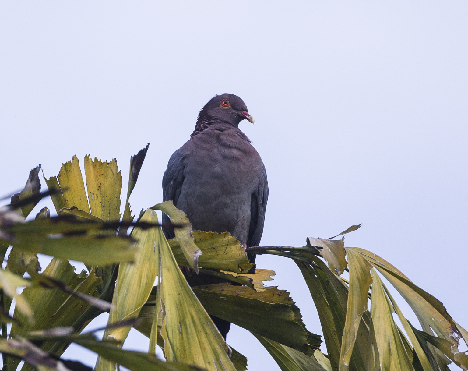image Scaly-naped Pigeon